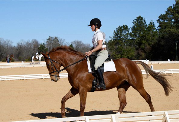 cheryl dressage